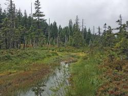 Sichtbarer Erfolg der Renaturierung: Durch das Verschließen der Gräben stieg der Wasserstand im Tieffilz merklich an.  (Foto: Gregor Wolf/Nationalpark Bayerischer Wald)