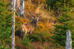 Begeben Sie sich bei den Mehrtagestouren im Nationalpark auf die Suche nach den imposanten Rothirschen. (Foto: Rainer Simonis/Nationalpark Bayerischer Wald)