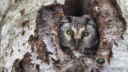 Hinter dem ersten Türchen des Nationalpark-Adventskalenders verbirgt sich ein in freier Natur aufgenommener Raufußkauz. (Foto: Rainer Simonis/Nationalpark Bayerischer Wald)