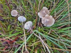 Wurde bisher nie in Deutschland gesichtet: Dieser Helmling wurde nun 2017 am Ruckowitzschachten gefunden. (Foto: Lothar Krieglsteiner)