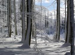 Durch den unberührten Nationalparkwald führt die Wanderung am Samstag, 6. Januar. (Foto: Franz Leibl/Nationalpark Bayerischer Wald)