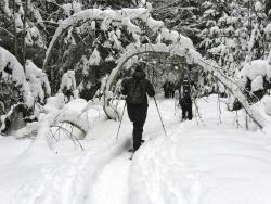 Eine meditative Wanderung durch den Großen Filz erwartet die Teilnehmer der Führung am 11. Januar. (Foto: Gabi Neumann-Beiler / Nationalpark Bayerischer Wald)