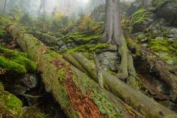 Die vermenschlichende Darstellung des Waldes ist Thema eines wissenschaftlichen Vortrags am Donnerstag, 18. Januar, im Waldgeschichtlichen Museum. (Foto: Thomas Michler / Nationalpark Bayerischer Wald)