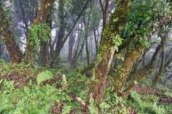 Blick in den Bergnebelwald im Nationalpark Montecristo. (Foto: Franz Leibl/Nationalpark Bayerischer Wald)