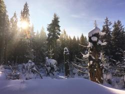 Bei der ökumenischen Winterwanderung am 3. Februar bietet sich die Gelegenheit, Natur in Verbindung mit meditativen Elementen zu erleben. (Foto: Sandra Schrönghammer/Nationalpark Bayerischer Wald)