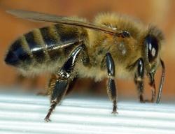 Mit der Ökologie der Dunklen Honigbiene beschäftigt sich Dr. Gabriele Soland in ihrem wissenschaftlichen Vortrag am Donnerstag, 1. Februar, um 19 Uhr,  im Haus zur Wildnis. (Foto: Emmanuel Boutet / Nationalpark Bayerischer Wald)