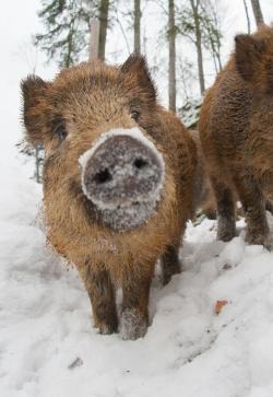 Wie Wildschweine und andere Tiere über den Winter kommen, wird bei einer Nationalpark-Wanderung am 10. Februar erklärt. (Foto: Sascha Rösner/Nationalpark Bayerischer Wald ­  –  Freigabe nur in Verbindung mit dem Veranstaltungshinweis)
