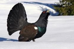 Welchen Schutz die empfindlichen Auerhühner – hier ein stattlicher Hahn – benötigen, erklärt am 17. Februar Rangerchef Michael Großmann. (Foto: Rainer Simonis/Nationalpark Bayerischer Wald)