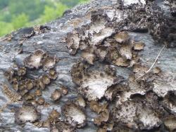 Flechten können nicht nur große Gebiete, sondern auch ökologische Nischen besiedeln. (Foto: Nationalpark Bayerischer Wald)