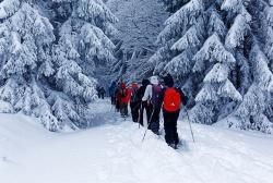 Am 4. März führt Waldführer Steffen Krieger auf Schneeschuhen durch den Winterwald. (Foto: Steffen Krieger – Freigabe nur in Verbindung mit dem Veranstaltungshinweis)