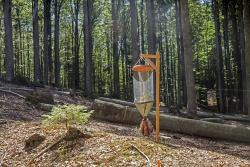 Auf solchen Versuchsflächen werden im Nationalpark Bayerischer Wald unter anderem totholzbewohnende Insekten erforscht. (Foto: Bernhard Huber).