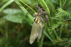 Spannende Fakten zu den auch im Bayerischen Wald vorkommenden Libellen gibt’s bei einem Vortrag von Andreas Pix. (Foto: Linda Seifert/Nationalpark Bayerischer Wald)