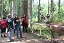 Im Hirschgehege bei Kvilda kommen Besucher den imposanten Tieren besonders nahe. (Foto: Katrin Wachter/Nationalpark Bayerischer Wald – Freigabe nur in Verbindung mit dem Veranstaltungshinweis)