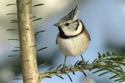 Die Haubenmeise ist in Mitteleuropa weit verbreitet und kann auch bei der vogelkundlichen Wanderung in Waldhäuser gehört oder gesehen werden (Foto: Rainer Simonis /Nationalpark Bayerischer Wald).