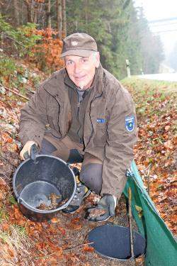 Ranger Manfred Schwarz sammelt auf der Straße nach Zwieslerwaldhaus Erdkröten ein, die mittels des Zaunes vor dem Überqueren der Straße gehindert werden. Ausgesetzt werden sie dann auf der gegenüberliegenden Seite, wo sich der Tümpel befindet, in dem die Kröten ablaichen (Foto: Annette Nigl/Nationalpark Bayerischer Wald)