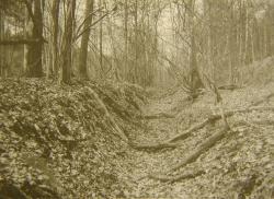 Im Lossnitzer System zwei Kilometer südwestlich von Bergreichenstein ist der heutige Hohlweg-Charakter des Goldenen Steiges auf ca. 1800 Meter Länge noch gut erhalten.
Foto: P. Zavřel