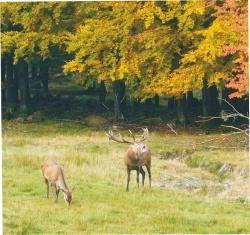 Ein sicheres Hirsch-Erlebnis bieten die Brunftführungen zum Hirschgehege Scheuereck.
Foto: Ingo Brauer