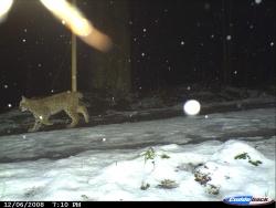 Fotofallenbild: Luchs "Falkenstein-Junges"