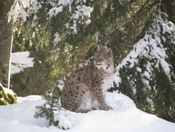 Luchs im Schnee.
Foto: Steffi Jaeger