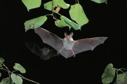 Ihr gutes Hörvermögen erleichtert der Bechsteinfledermaus, Insekten zwischen den Blättern im Geäst zu orten und erfolgreich zu erbeuten.
Foto: Dietmar Nill