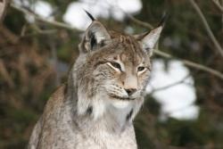 Das Frühlingsfest im Haus zur Wildnis steht heuer im Rahmen der Feierlichkeiten zum 40. Geburtstag des Nationalparks Bayerischer Wald unter dem Motto „Rund um den Luchs“