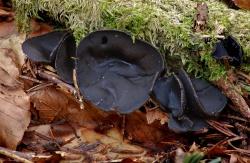 Im Nationalpark Bayerischer Wald konnten jetzt mehrere Funde des inzwischen selten gewordenen Schlauchpilzes nachgewiesen werden.