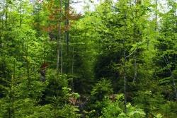 In nur 25 Jahren hat die Natur aus einer ehemaligen Windwurffläche einen stabilen und facettenreichen Wald aufgebaut.