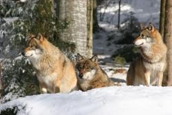 Wölfe im Tier-Freigelände des Nationalparks Bayerischer Wald