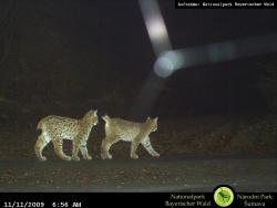 Die zwei Jungtiere der Luchsin Felis im Jahr 2009. Bis zum Frühjahr bleiben die im Sommer geborenen Luchse bei ihrer Mutter. Dann suchen sie sich eigene Reviere.