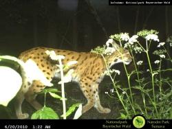 Der Luchs Kika durchstreift den Nationalpark Bayerischer Wald sowie angrenzende Gebiete auf tschechischer und deutscher Seite.