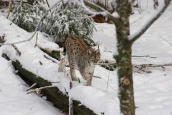 Luchs im Tierfreigelände des Nationalparkzentrum Lusen (Foto Rainer Pöhlmann)