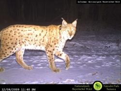 Die Luchsin Silva wurde, wie ihr Jungtier Kika von 2008, mehrmals mit Fotofallen aufgenommen. Anhand der individuellen Fellfleckung können die Tiere wiedererkannt werden.