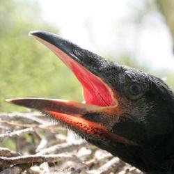Schon die Nestlinge der Kolkraben besitzen den für diese Vogelart typischen kräftigen Schnabel.

Foto: Sascha Rösner