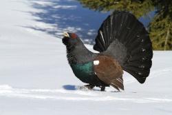 Auerhühner leiden im Winter in den Hochlagen des Bayerischen Waldes unter großem Nahrungsengpass. Auf Schneeschuhwanderer und Tourengeher abseits markierter Wanderwege reagieren die störungsempfindlichen Auerhühner mit Energie zehrender Flucht. Auch die im April stattfindende Balz wird dadurch sehr negativ beeinflusst.
Foto: Christoph Moning