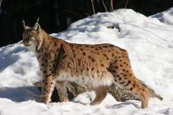 Mit dem Wegfall der Grenzanlagen in Tschechien 1990 hat der Luchs auch den Bayerischen Wald als angestammten Lebensraum zurück erobert (Foto: Pöhlmann)