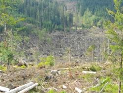 Mit Zustimmung des Kommunalen Nationalpark-Ausschusses werden an der Grenze zum Nationalpark Šumava in unbringbarer Lage ca. 100 Hektar geworfene Fichten nicht aufgearbeitet und zum 01.11.2011 als Naturzone ausgewiesen. Foto: Franz Baierl