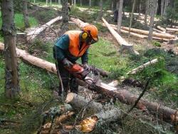 Wenn es die Zeit erlaubt, wird so viel Holz wie möglich motormanuell entrindet und als Biomasse auf der Fläche belassen. Foto: Franz Baierl