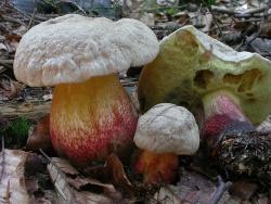 Der Schönfußröhrling kommt im Bayerischen Wald noch verbreitet vor. Fälschlicherweise wird er oft als Satanspilz angesprochen. Als gutes Unterscheidungsmerkmal dienen die Röh-renmündungen. Sie sind beim Satanspilz rot, ganz im Gegensatz zum Schönfußröhrling, der, wie auf dem Foto deutlich zu erkennen ist, gelbe Röhrenmündungen auf der Hutunterseite besitzt.