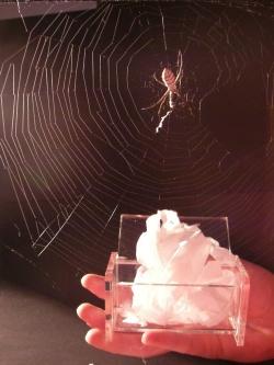 Durch die Erforschung der herausragenden elastischen Eigenschaften von Spinnenseide, gelang es Bionik-Forschern in aufwendigen Prozessen extrem leichtes, aber reißfestes Flies z. B. für Wundverbände mit angenehmen Tragekomfort zu erstellen.