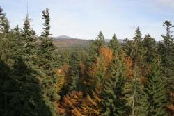 Fichte, Tanne, Buche sind die Hauptbaumarten des Bayerischen Waldes. Gerade auf den sauren, nährstoffarmen Böden ist eine sorgfältige Bewirtschaftung wichtig, um die Vitalität der Wälder beizubehalten.