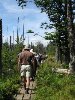 Im Verlauf des Bewerbungsprozesses wird in drei Exkursionen im Nationalpark die neu entstehende Waldwildnis gemeinsam erwandert.