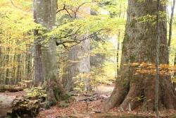 Der Wert ungenutzter Wälder wird dem Menschen meistens erst dann bewusst, wenn er wie hier im Watzlikhain bei Zwieslerwaldhaus im Nationalpark Bayerischer Wald vor 500 Jahre alten Urwaldriesen steht.