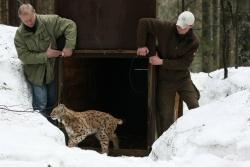 Der zuvor im Gehege narkotisierte männliche Luchs wurde zunächst in eine Transportkiste gebettet und ca. 500 Meter vom „Fangort“ Luchsgehege entfernt, wo er von Nationalparkmitarbeitern nach der Aufwachphase wieder putzmunter in die Nationalparkwälder freigelassen wurde