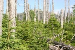 Der Bürgermeister von Prasily/Stubenbach, Libor Pospisil, und die meisten seiner Gemeinderäte stehen positiv zu einem Nationalpark mit wilder Natur ohne Eingriffe und sehen die Waldentwicklung im Rachel-Lusengebiet als Vorbild.