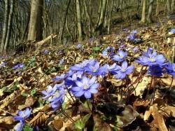 Das Leberblümchen bringt als einer der ersten Frühjahrsboten schon zeitig im Jahr Farbe in den Wald(Foto: Rudi Ritt)