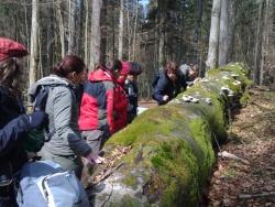 Tschechische Forststudenten im Nationalpark: Hier bewundern sie im Urwaldrelikt Watzlikhain die seltene Lungenflechte auf einer am Boden allmählich vermodernden Riesenbuche.