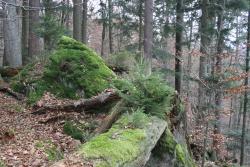Die Nationalparkphilosophie Natur Natur sein lassen wird im ehemaligen Naturschutzgebiet Johannisruh in teils spektakulären Waldbildern vor Augen geführt