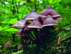 Der "Große Bluthelmling", eine von 1900 verschiedenen Pilzarten die im Nationalpark Bayerischer Wald wachsen
