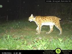 Ein Luchs mit Sendehalsband wird von einer Fotofallen-Kamera abgelichtet. Gute grenzüberschreitende Zusammenarbeit ist für die Wildtierforscher wichtig: die Tiere kennen keine politischen Grenzen und suchen sich den geeigneten Lebensraum - egal ob Bayern oder Tschechien.  Auf beiden Seiten werden Telemetrie und Fotofallen zur Erforschung der Tiere eingesetzt.