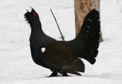 Vor allem zum Schutze der störungsempfindlichen bestandsgefährdeten Auerhühner dürfen gem. Verordnung der Regierung von Niederbayern die Kerngebiete im Nationalpark Bayerischer Wald nur auf markierten Wegen betreten werden